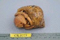 藏品(灰白陸寄居蟹)的圖片